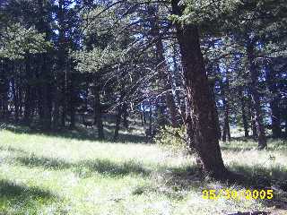 Trees on Mt Helena