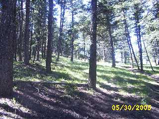 More Trees
